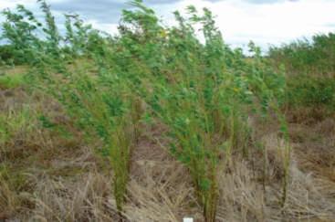 ISSN 1980-413X Estabelecimento de Plantas de Cobertura Sob Cultivo de Arroz para Plantio Direto e Uso em Sistema ILPF no Estado de Roraima 07 O Estado de Roraima possui 1,5 milhões de hectares aptos