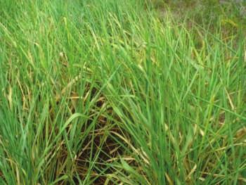 4 Estabelecimento de Plantas de Cobertura Sob Cultivo de Arroz para Plantio Direto e Fig. 2.