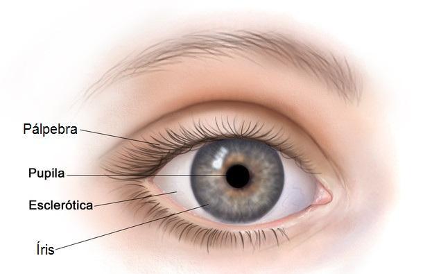 INTRODUÇÃO Biometria Iris Identificação da