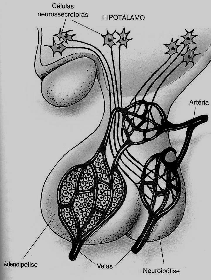 As Glândulas Endócrinas: 1. Hipófise: É a que realiza maior número de funções. Controla a atividade de outras glândulas.