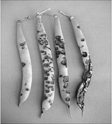 Sementes sadias;. Tratamentos de sementes com fungicidas sistêmicos;.