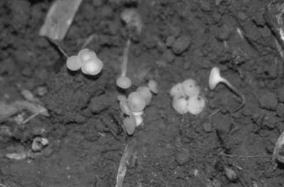 O fungo sobrevive no solo, por longos períodos, na forma de escleródios.. Severidade em temperaturas moderadas (15-25 ºC) e alta umidade;.
