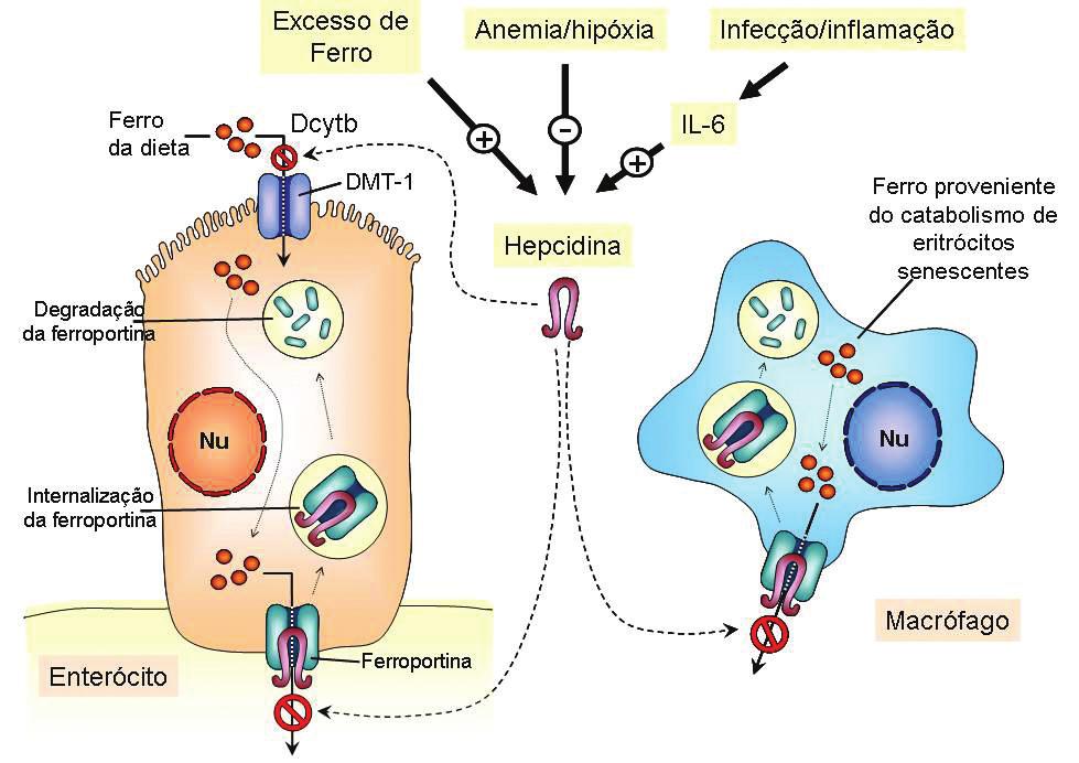 Grotto HZW Rev. Bras. Hematol. Hemoter. 2008;30(5):390-397 Figura 3. Ação da hepcidina no metabolismo do ferro. Ao formar o complexo com a ferroportina leva à sua degradação.