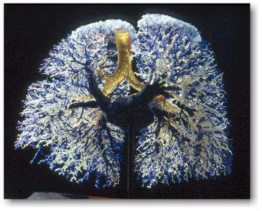airways  pulmonary