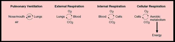 RESPIRAÇÃO CONSISTE EM QUATRO PARTES 1. Ventilação pulmonar - movimento do ar para dentro e para fora do organismo 2.