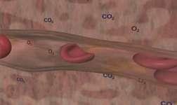TRASPORTE DE OXIGÊNIO 98% do sangue que entra no átrio esquerdo é proveniente dos pulmões 2% restantes vem da circulacão brônquica 97% do oxigenio trasnportado dos pulmões para os tecidos e