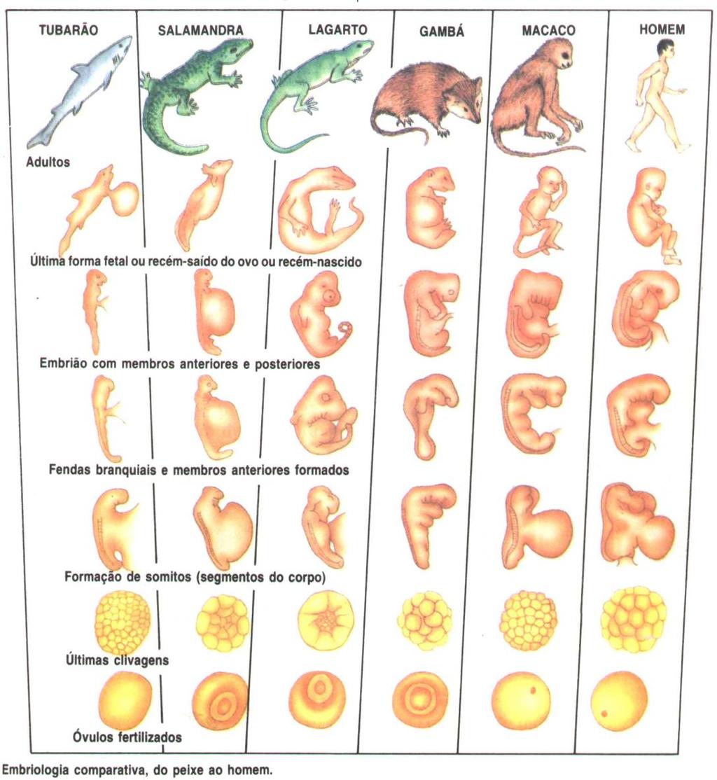 Quais são as evidências do processo evolutivo?