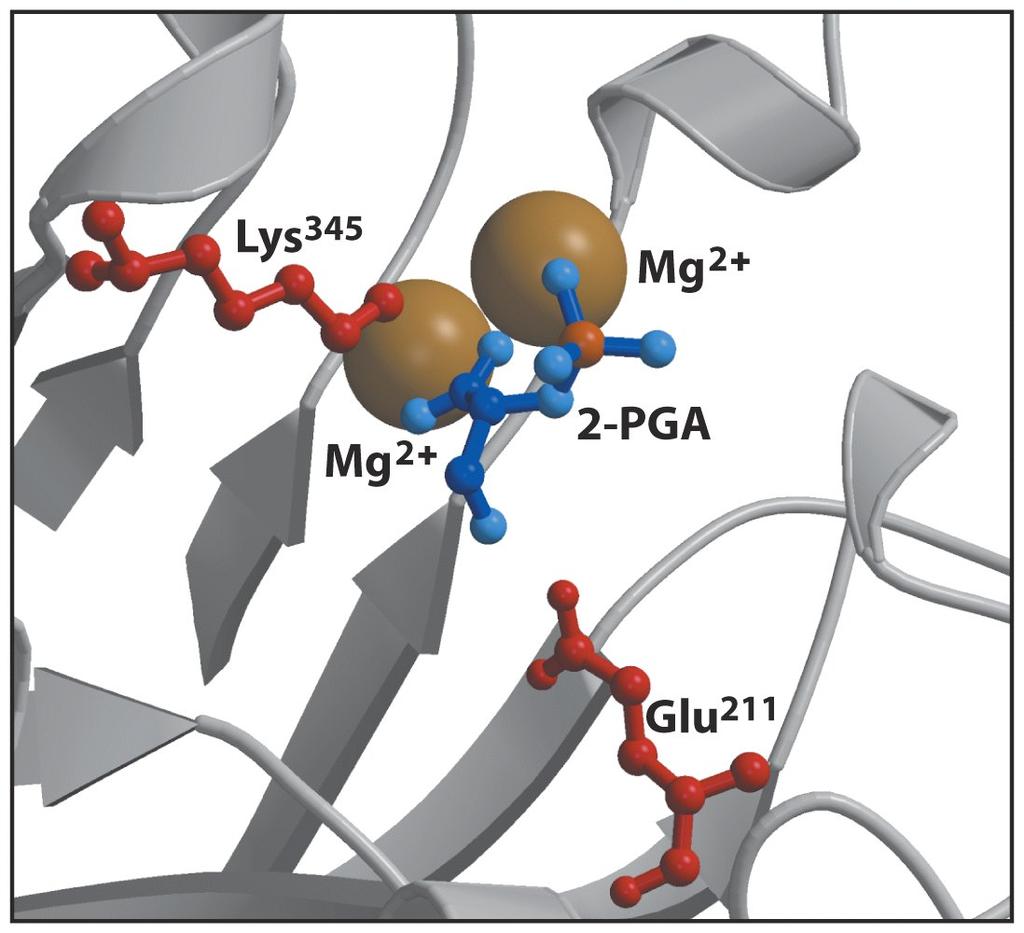 Enolase