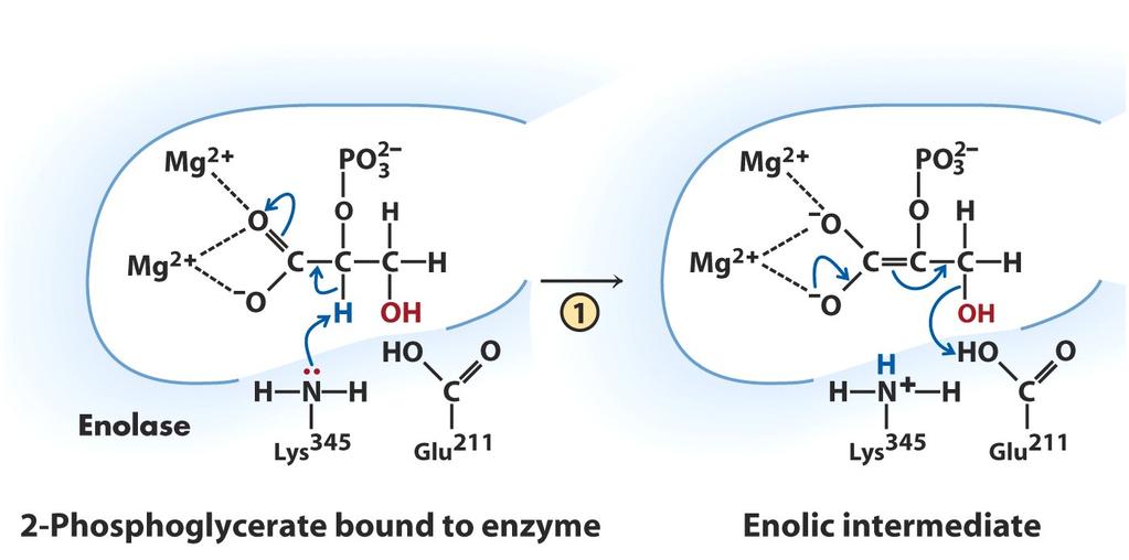 Enolase 2 íon de Mg 2+ coordenam com a carboxila Estabilização da