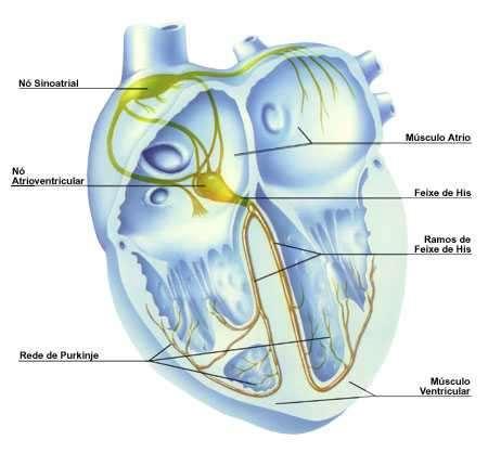 Anatomia: sistema de condução do coração Gera e transmite impulsos elétricos NSA: marcapasso natural do coração Frequência de = 60 a 100/minuto NAV
