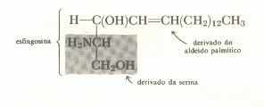 Os fosfatídeos e esfingolipídeos Fosfatídeos são compostos que contêm um átomo de fósforo, além de ácidos graxos, glicerol e uma base nitrogenada. São considerados como derivados do ácido fosfatídico.