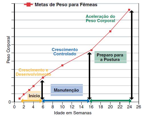 67 Fases de Crescimento