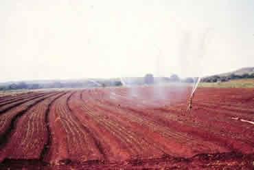 Irrigação A produtividade e a qualidade das raízes de cenoura são e influenciadas pelas condições de umidade do solo.
