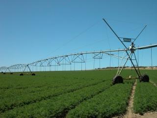 Irrigação Primeira irrigação: Após o plantio Molhar até 20 cm de profundidade.