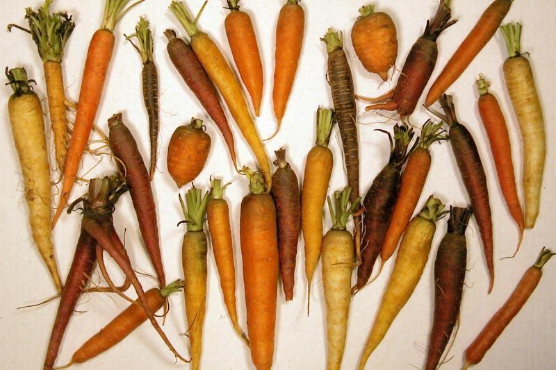 Cultivares Tipos cultivados constituem dois grupos: D. carota var.