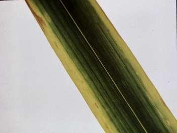 Boro - Toxidez clorose nas pontas e margens das folhas novas progredindo da base para a ponta da lâmina