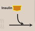 Controle da Liberação da Estímulo da liberação de insulina Além da concentração de glicose: Sinais neurais autonômicos indicativos da ingestão de carboidratos Alimentação rica em aminoácidos