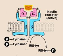 Metabolismo dos Carboidratos Armazenamento de glicose como glicogênio Fígado Músculos Inibe a gliconeogênese e glicogenólise Aumenta expressão de transportadores GLUT4 Tecido adiposo Músculo