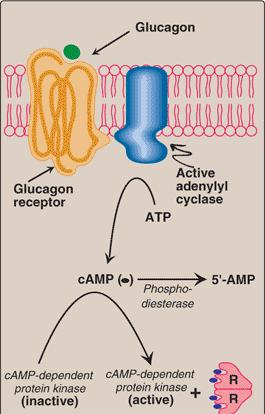Efeitos Metabólicos do Glucagon Mecanismo de Ação do Glucagon Metabolismo dos carboidratos Aumento imediato da glicemia Degradação do glicogênio hepático Estímulo para gliconeogênese Metabolismo