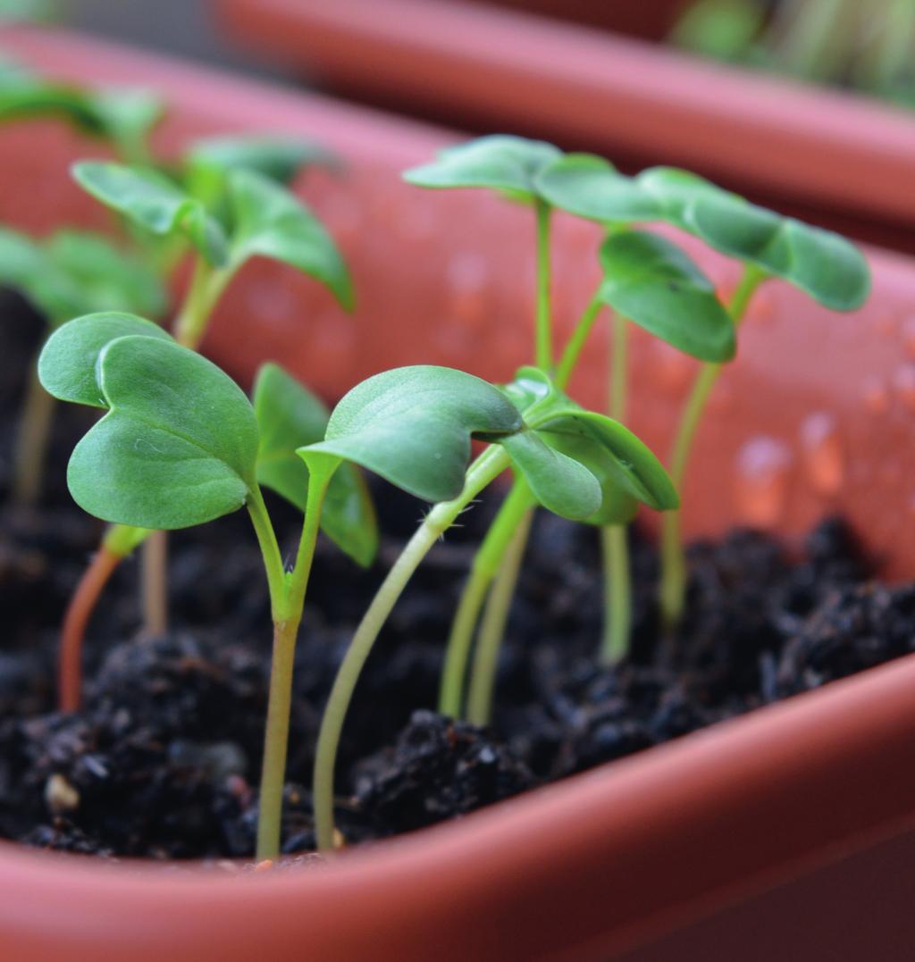 O que é a Compostagem? Iniciativas pela prefeitura, mas é uma prática mais comum em empresas no ramo de adubos e nas fazendas agropecuárias.