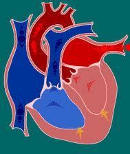 Ejeção Rápida Após a abertura das valvas semilunares, o sangue é rapidamente ejetado para os vasos da base, reduzindo igualmente rápido o volume ventricular.