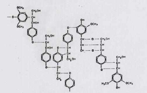 LIGNINA