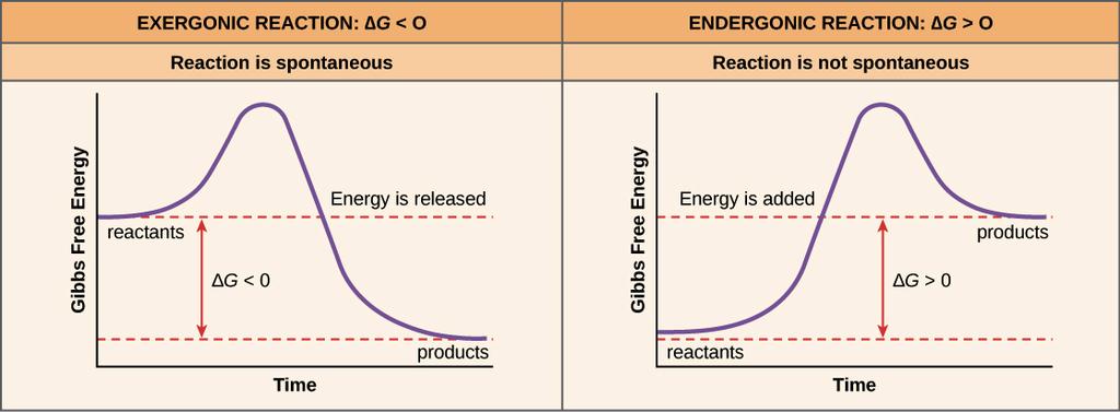 Metabolismo Energético Respiração celular Exergônica Catabolismo Produção de energia Ocorre