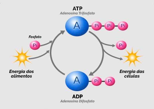 Como a célula