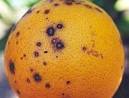 6. 6. Mancha trincada:.. Superficial e ocorre em pequeno número em frutos ainda verdes.