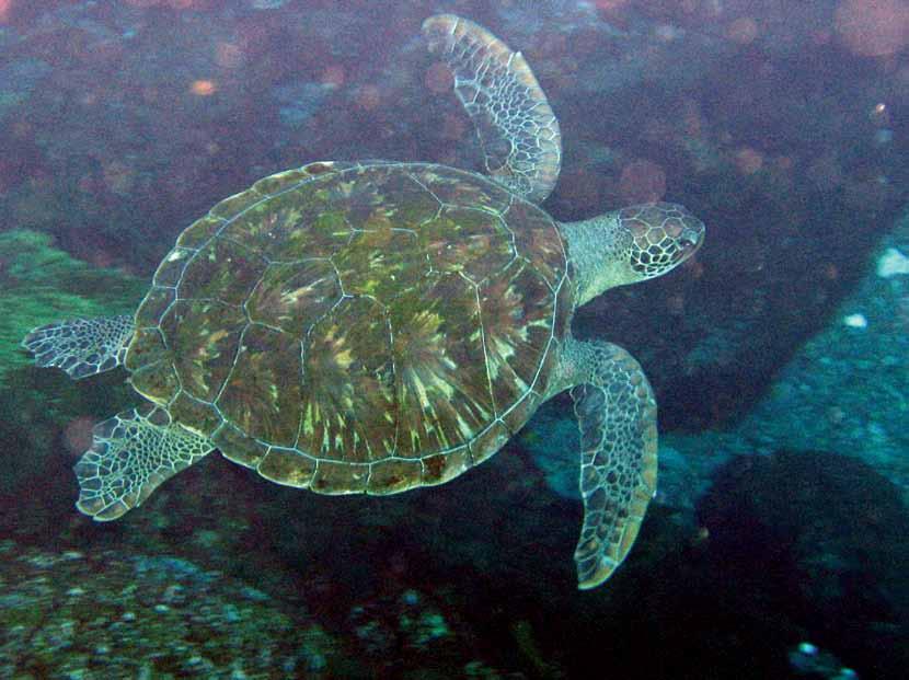 TARTARUGA-VERDE uma ilustre visitante do litoral paranaense As tartarugas marinhas são muito importantes para a vida nos oceanos.