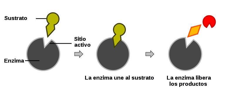 CARACTERÍSTICAS Especificidade do substrato cada enzima é específica para somente um substrato (molécula que irá se encaixar e reagir