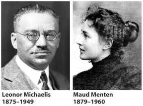 1913: Teoria geral da ação das enzimas (Michaelis&Menten) 1913: Teoria geral da ação das enzimas