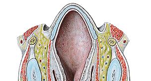 1.5) Laringe * * Prega vestibular: Superior;