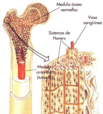 Podendo subdividida em: Ossificação intramembranosa: Ocorre no interior da membrana do tecido conjuntivo, dando origem aos ossos chatos, como no crânio.
