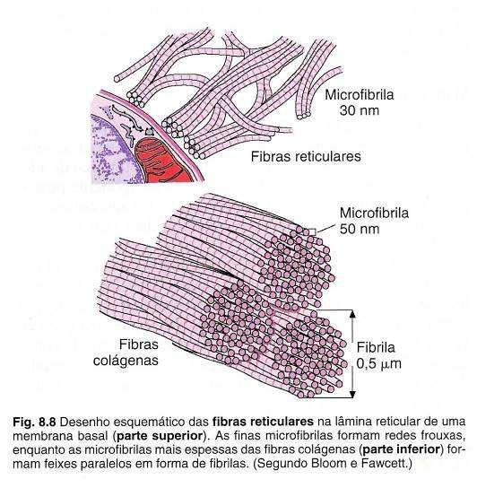 RETICULARES: formadas por colágeno tipo III; não são visíveis ao HE; chamadas de argirófilas coloração com prata (Ag -