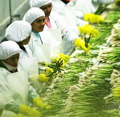 Tabela 4 - Variação anual estimada do volume, preços reais e faturamento das indústrias agrícolas acompanhadas (elaborado a partir de dados do IBGE, FGV e Cepea).