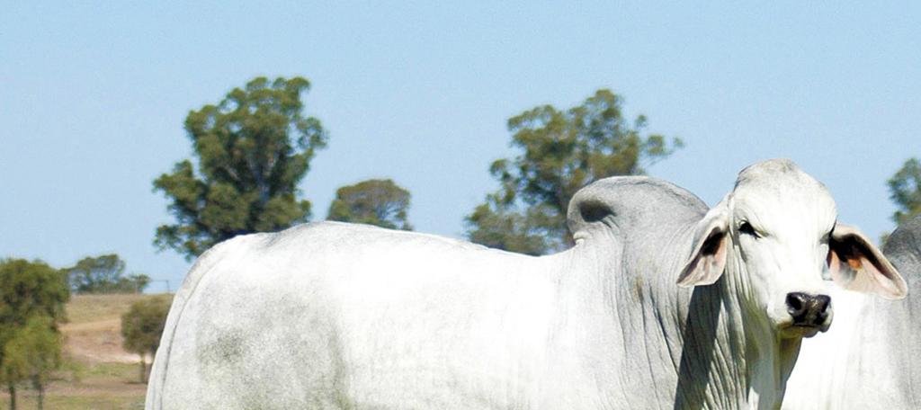 PIB DO AGRONEGÓCIO AGROPECUÁRIA SEGUE EM ALTA, AMENIZANDO A RETRAÇÃO DO AGRONEGÓCIO OProduto Interno Bruto (PIB) do agronegócio brasileiro, calculado pelo Centro de Estudos Avançados em Economia