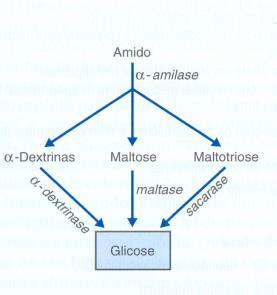 Vias para digestão-carbohidratos Salivar e pancreática