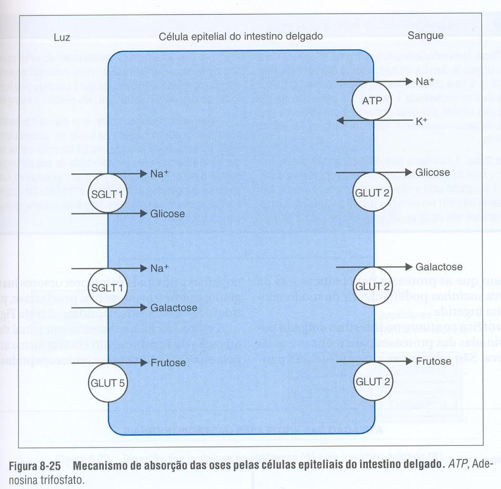 Luz Sangue Glicose e Galactose competem entre si