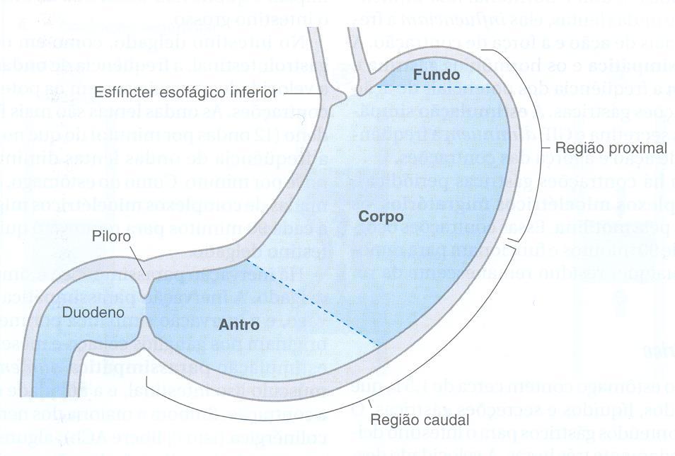 Células parientais: HCl (acidifica: ph 1-2) Células principais: pepsinogênio Pepsina