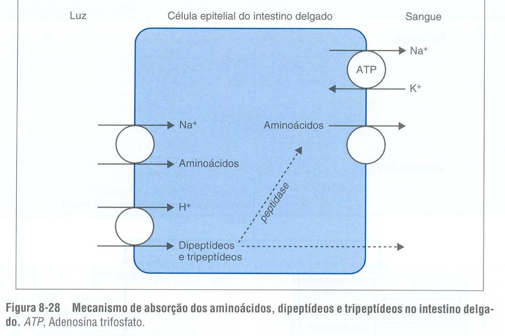 Abosorção: Aminoácidos, dipeptídeos e tripeptídeos Co-transportadores dependentes de Na +