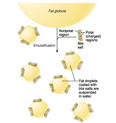 Emulsificação de gorduras Sais biliares englobam partículas de ácidos graxos e glicerol para