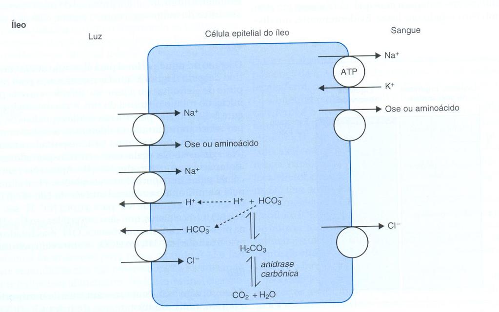 Íleo: mesmos mecanismos que o jejuno, mais um mecanismo de troca Cl - /HCO3 - Co-transportadores