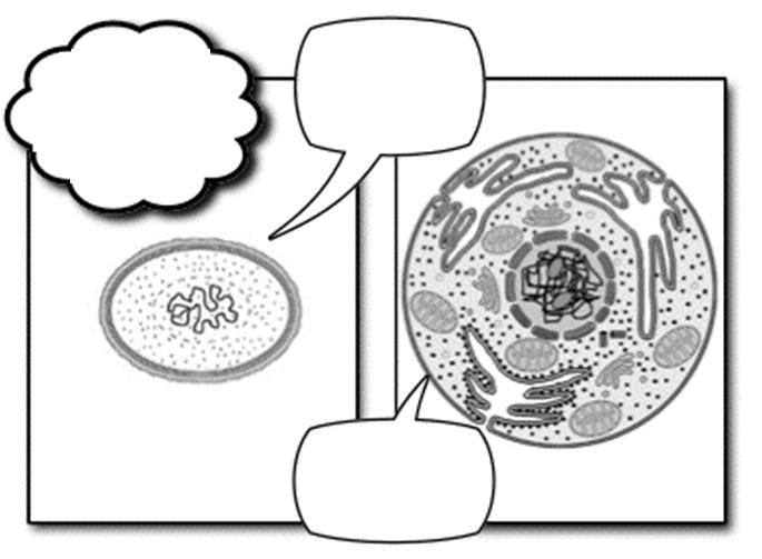 Presença e participação na 1ª aula (0,5) = 1ªtarefa de recuperação (0-0,5) = Quais são as três premissas da Teoria celular? As células são as unidades básicas, estruturais e funcionais, da vida.