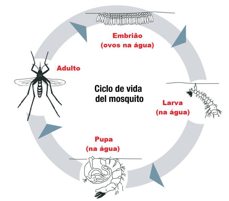 4) O que diferencia a reprodução sexuada da assexuada?