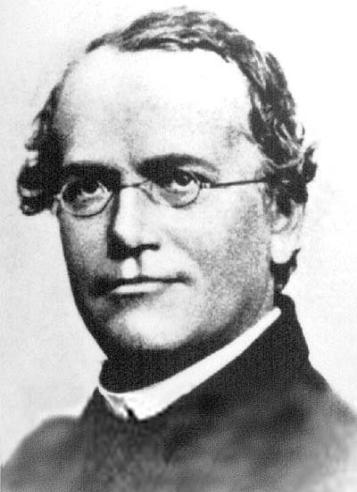 Heranças Biológicas Gregor Mendel (1822-1884) Monge Austríaco que estudou genética por meio da observação de seus experimentos com plantas de ervilhas (Pisum sativum).