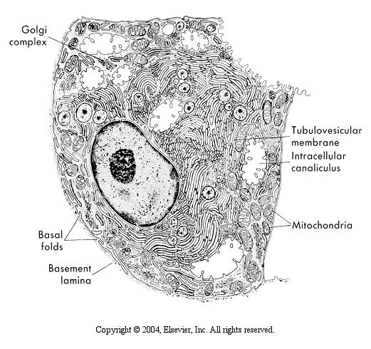 Secreção ácida gástrica: a célula parietal em repouso em atividade secretora (A) Drawing of a resting parietal cell with