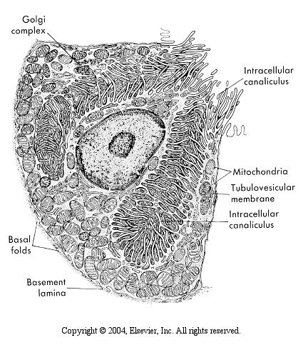 Tubulovesicles have fused with the membrane of the intracellular canaliculus, which is now open to the lumen of the gland and