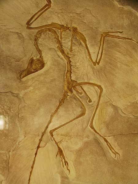 Archaeopteryx