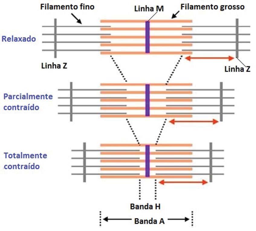 Histologia Básica A sobreposição dos filamentos de actina sobre os de miosina leva ao encurtamento do sarcômero (Fig. 7K).